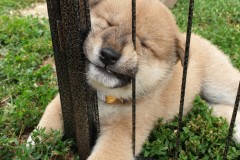 IMG_20190807_215238_01