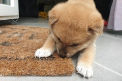 IMG_20190807_215241_01