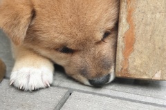 IMG_20190809_183420_01