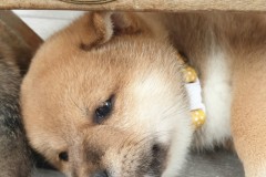 IMG_20190809_183422_01