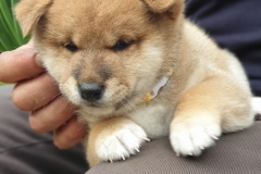 IMG_20190809_183426_01