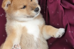 IMG_20190815_214411_01