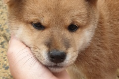 IMG_20190815_214413_01