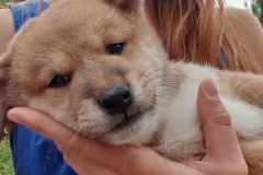 IMG_20190815_214418_01