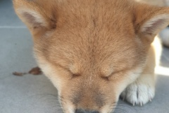 IMG_20190821_210223_01