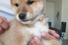 IMG_20190821_210226_01