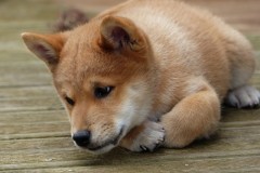 IMG_20190912_142043_01