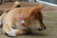 IMG_20190912_142047_01