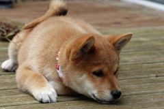 IMG_20190912_142049_01