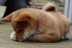 IMG_20190912_142051_01