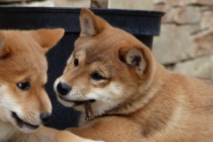 IMG_20190912_142056_01