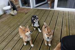 IMG_20190912_142100_01