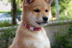 IMG_20190912_142107_01