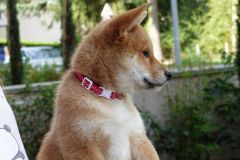 IMG_20190912_142108_01