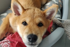 IMG_20190928_101843__01