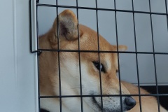 IMG_20200811_123349__01