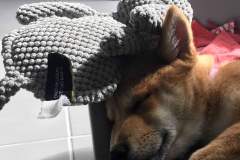 received_1229731270539432