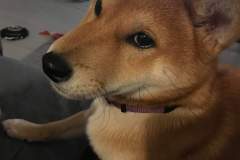 received_455384275102591